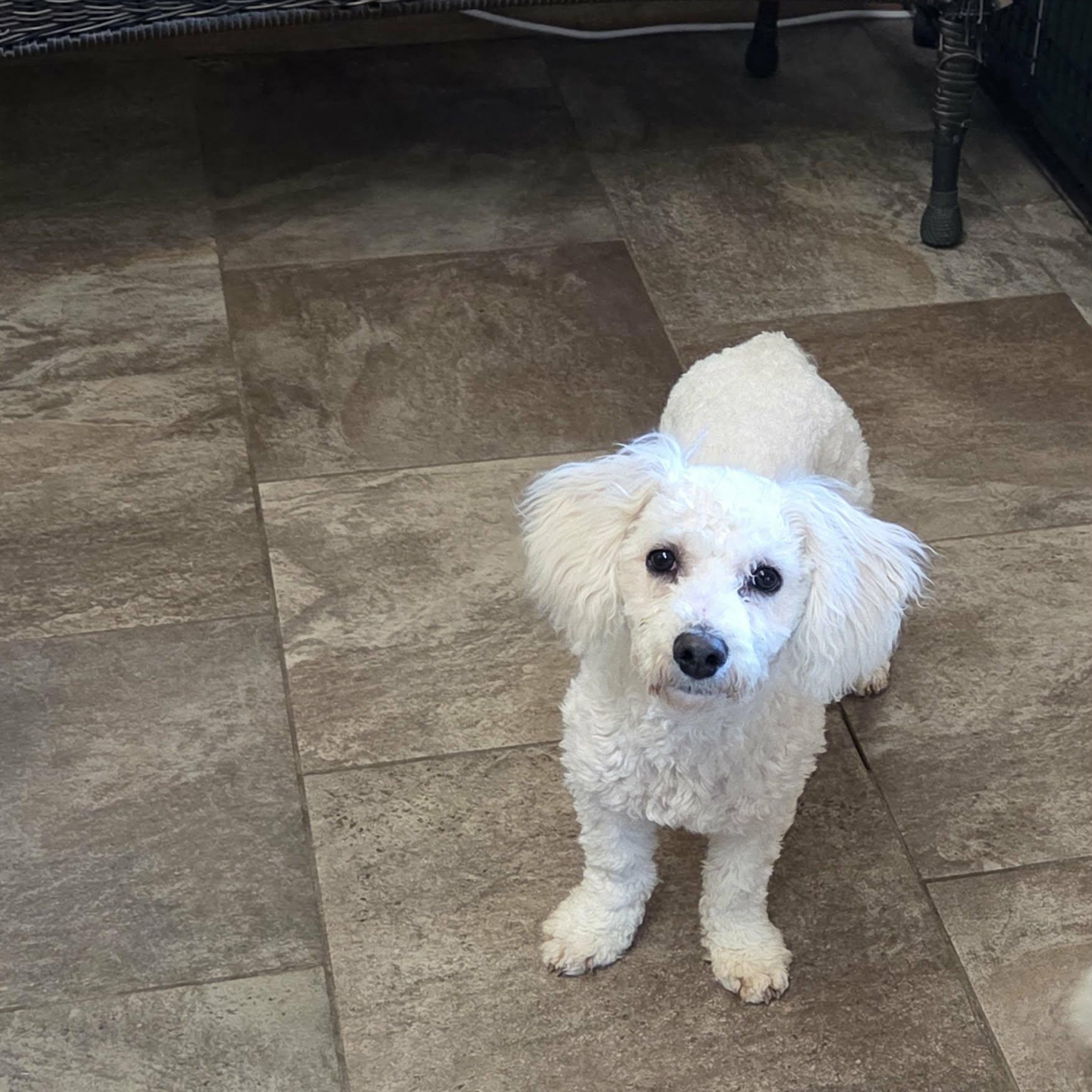 Enlarge Benvolio, an adopted Bichon Frise in Lancaster, KY image 1/5