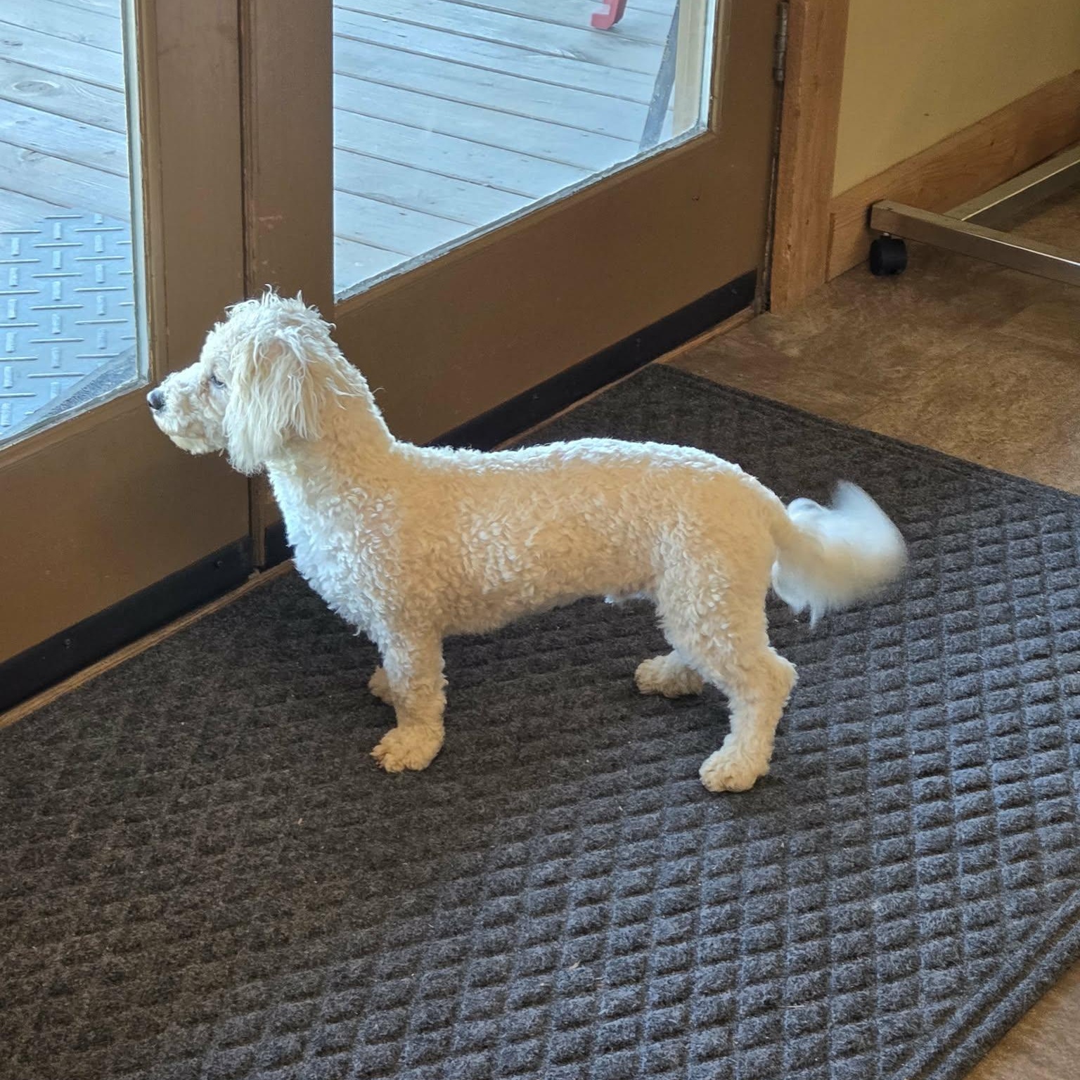Enlarge Benvolio, an adopted Bichon Frise in Lancaster, KY image 5/5