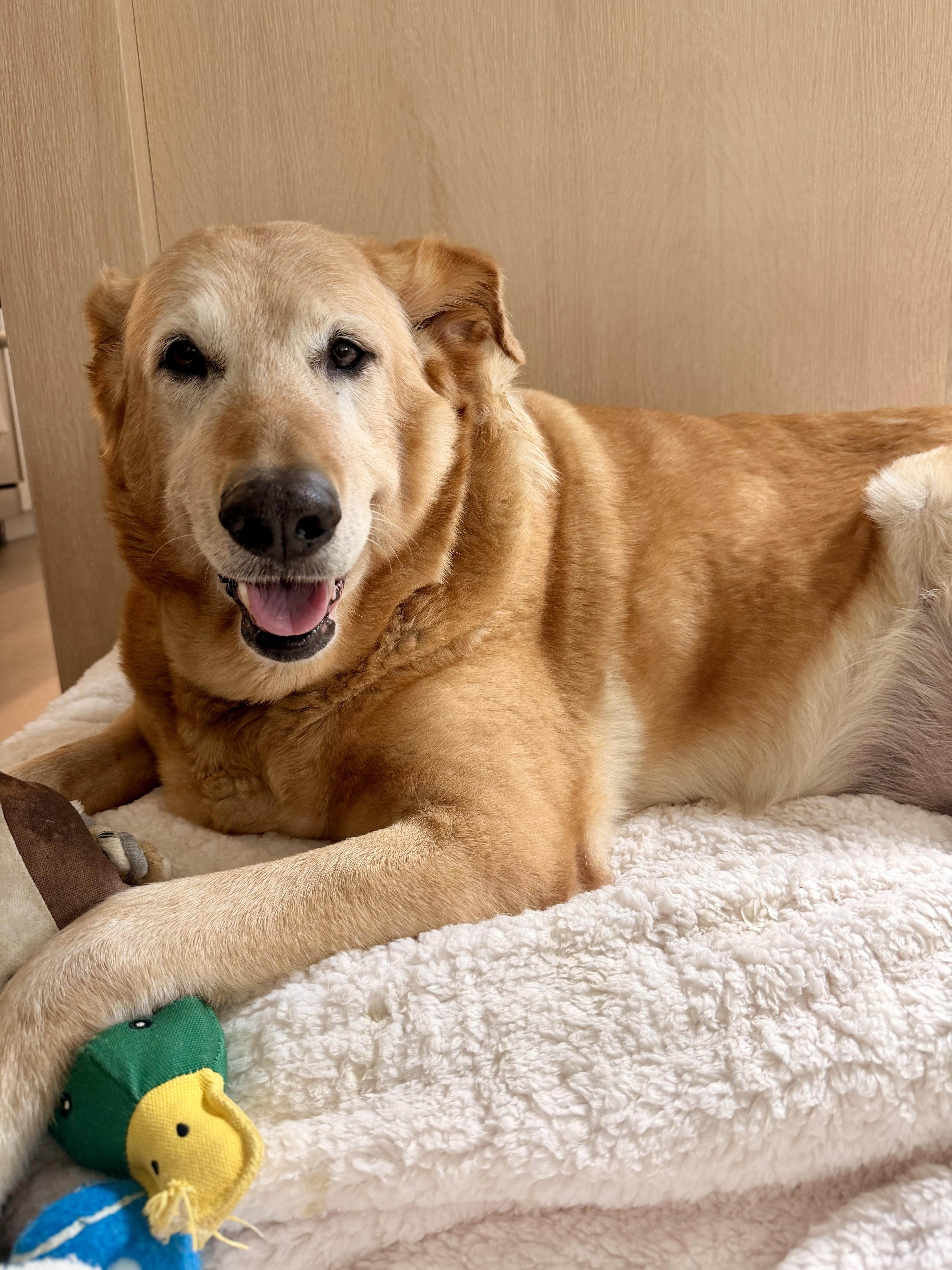 Princess, Adoptable, Senior Female Golden Retriever.