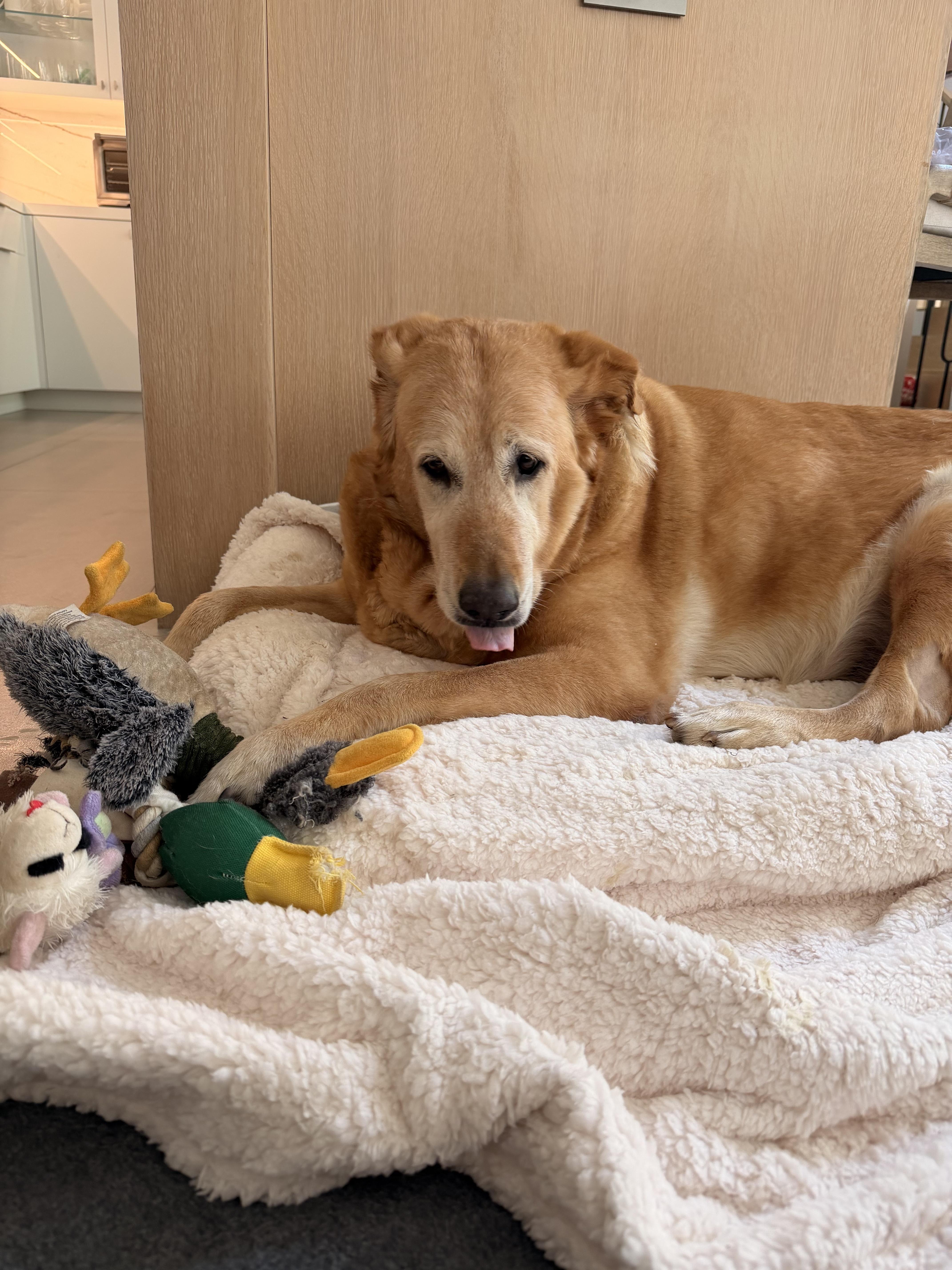 Enlarge Princess, a Adoptable Golden Retriever in Laguna Beach, CA image 2/5