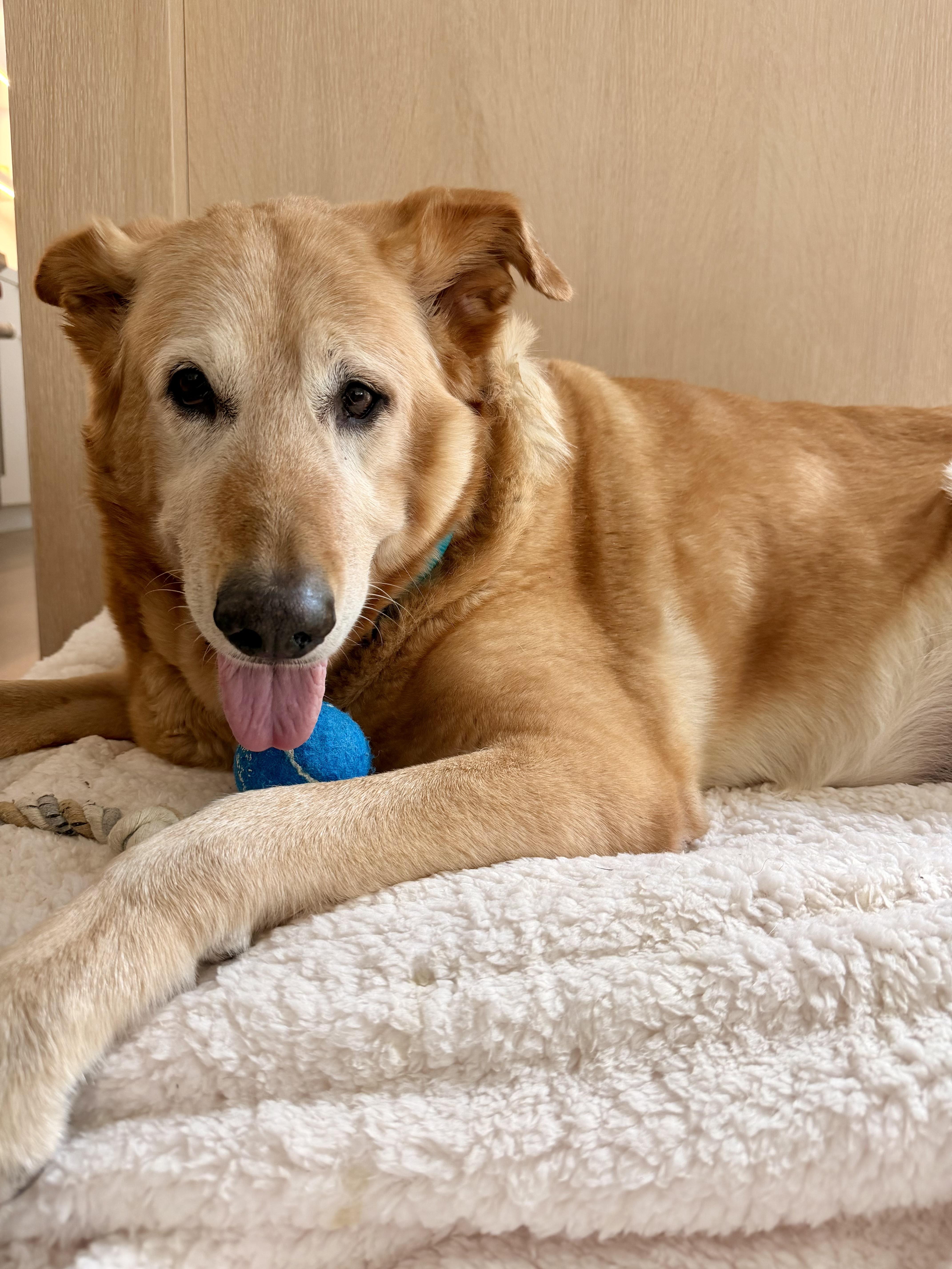 Enlarge Princess, a Adoptable Golden Retriever in Laguna Beach, CA image 4/5