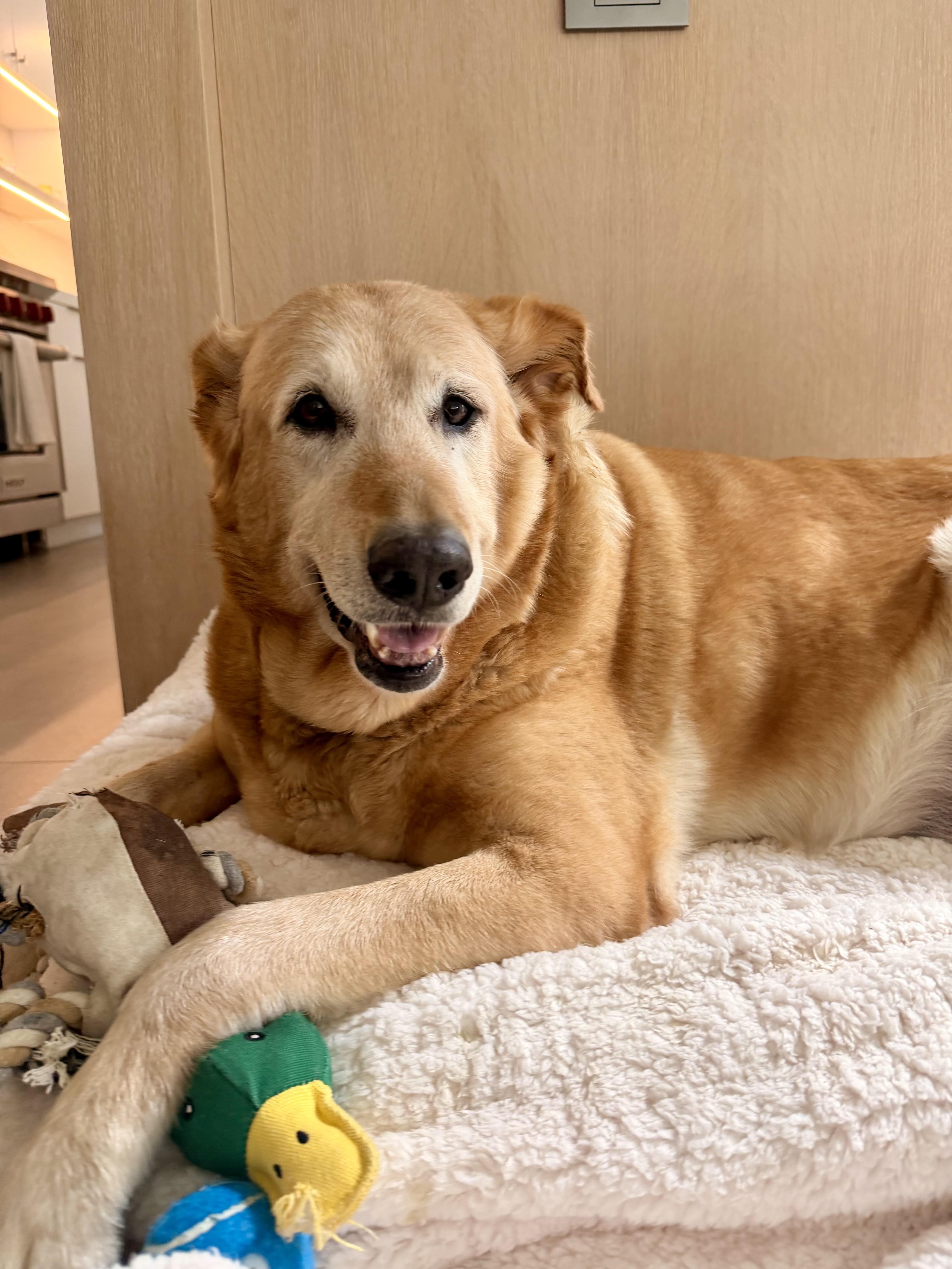 Enlarge Princess, a Adoptable Golden Retriever in Laguna Beach, CA image 3/5