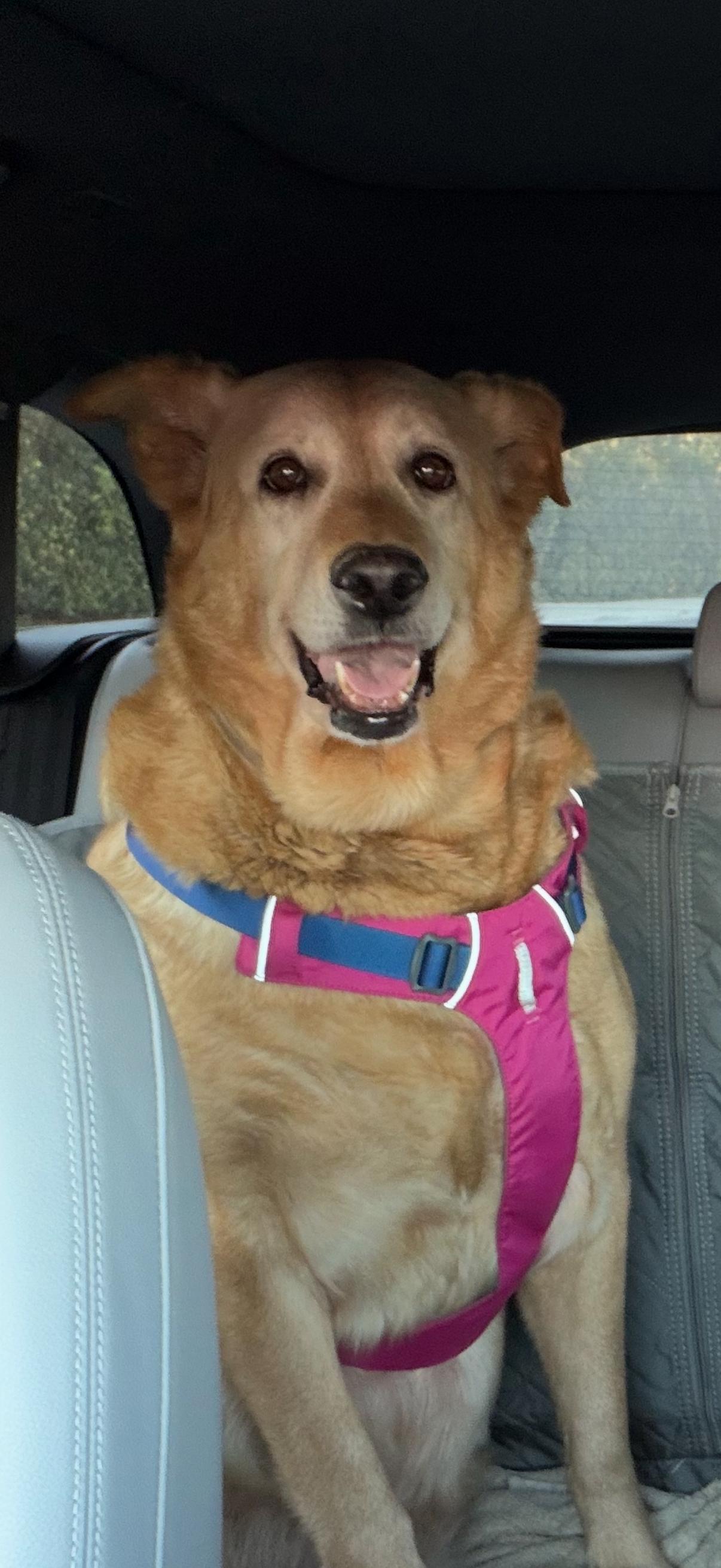 Enlarge Princess, a Adoptable Golden Retriever in Laguna Beach, CA image 5/5