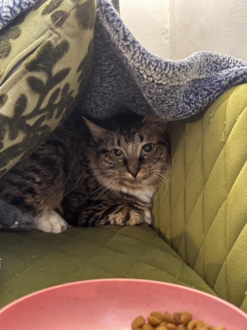 Birch, Adoptable, Kitten Female Domestic Short Hair.