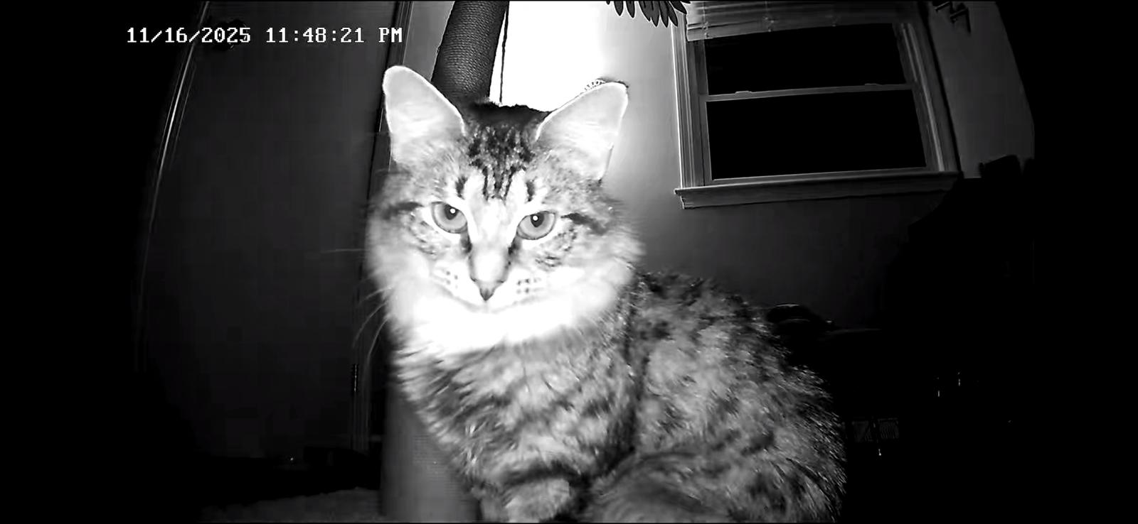 Birch, Adoptable, Kitten Female Domestic Short Hair.