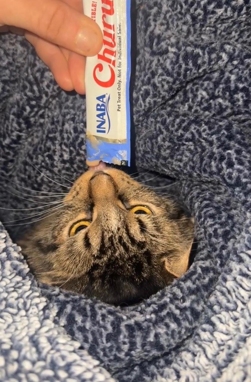 Enlarge Birch, a Adoptable Domestic Short Hair in Somerville, MA image 3/3