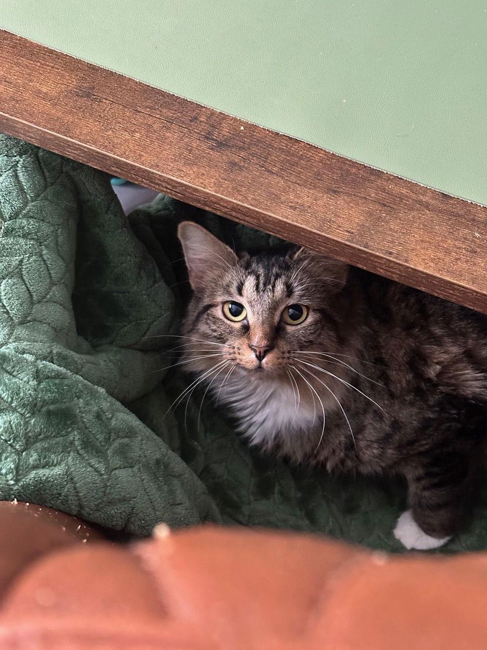 Enlarge Birch, a Adoptable Domestic Short Hair in Somerville, MA image 2/3