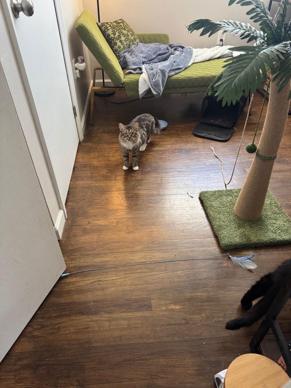 Enlarge Birch, a Adoptable Domestic Short Hair in Somerville, MA image 3/3