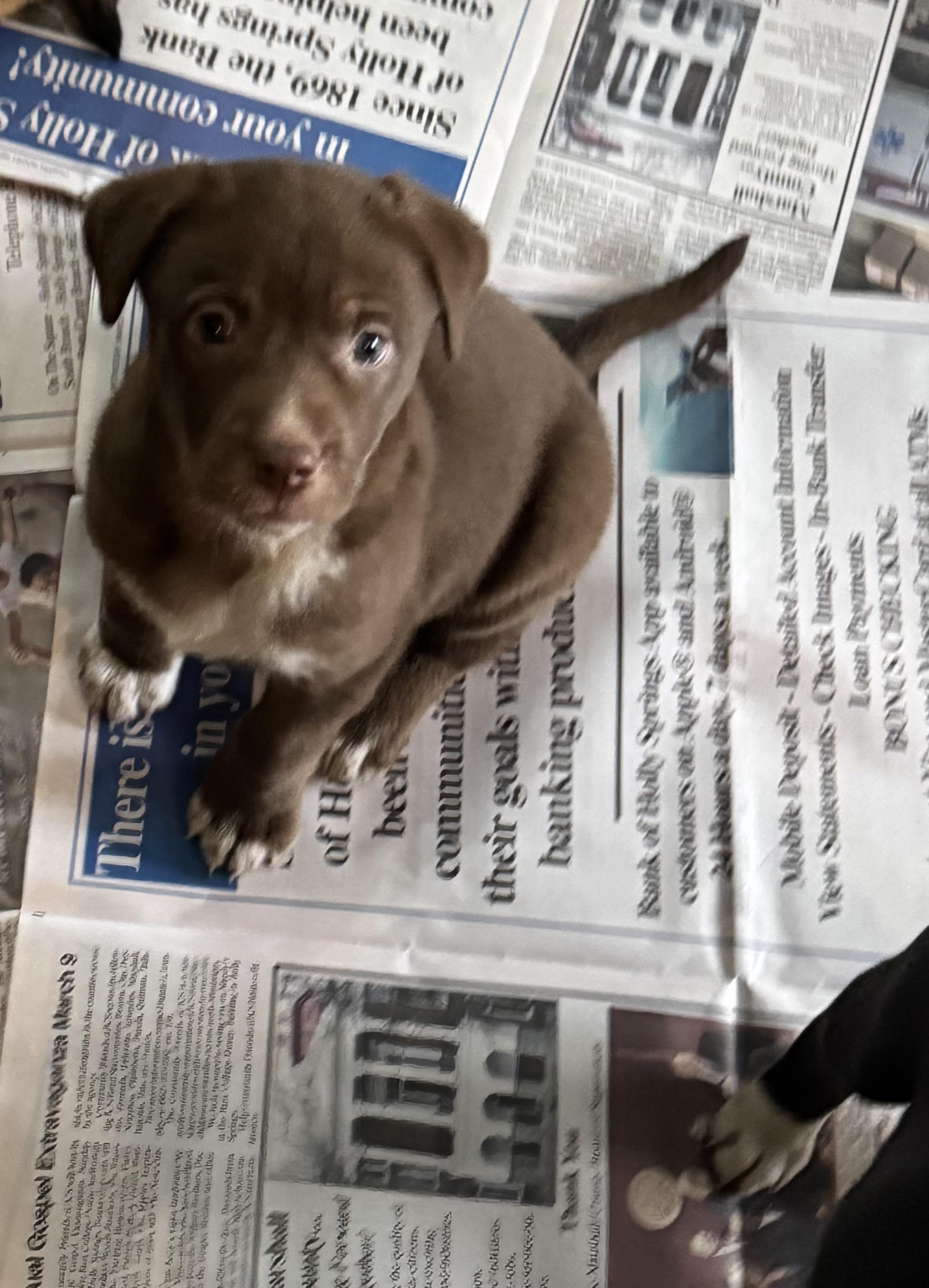 Walter Hagen, an adoptable Chocolate Labrador Retriever in Evergreen, CO_image-1