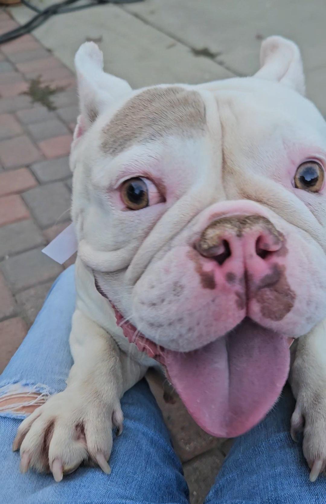 Enlarge Miss Pearl Piglet loves dogs, a Adoptable mixed breed image 5/6