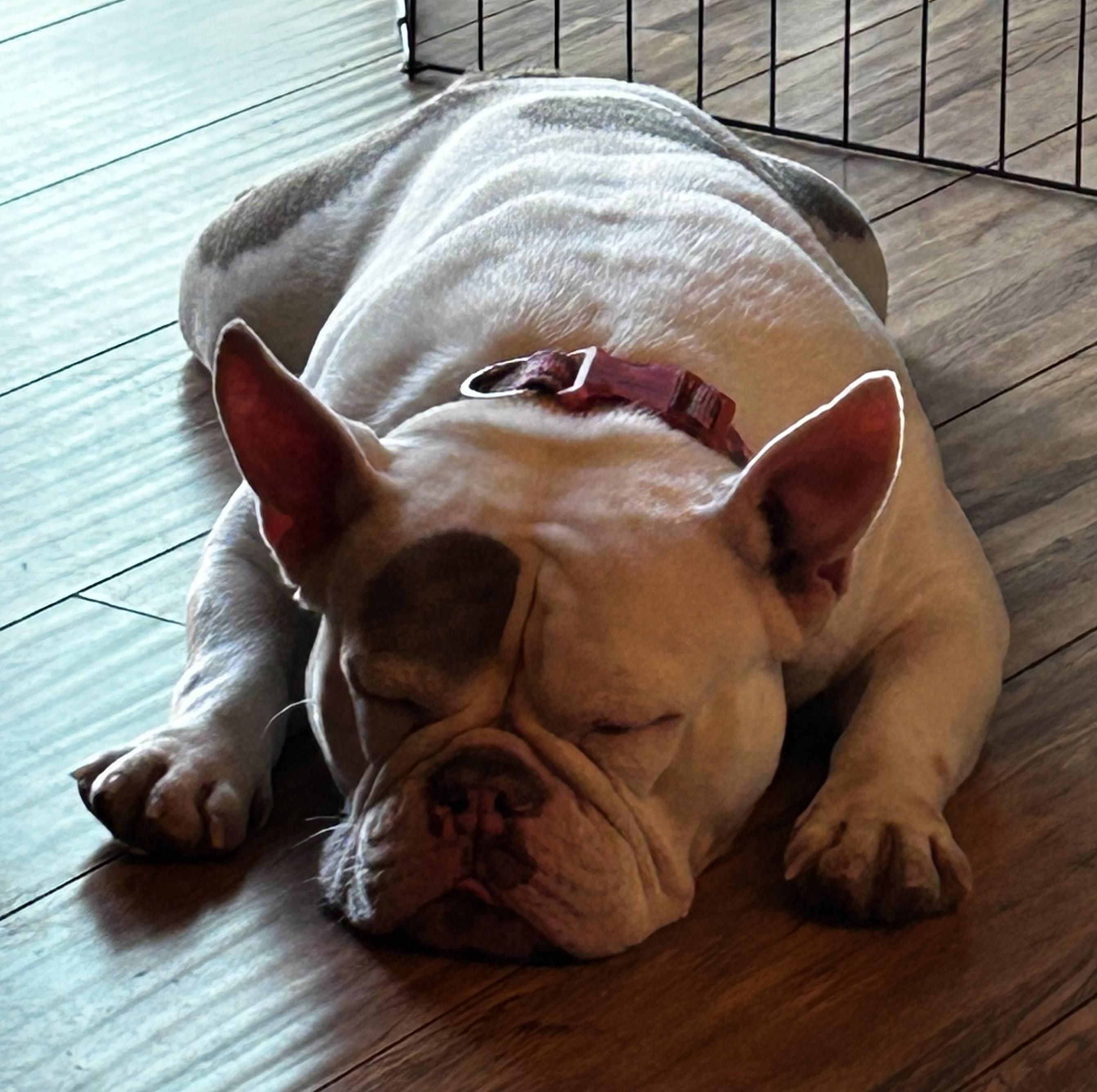 Enlarge Miss Pearl Piglet loves dogs, a Adoptable mixed breed image 6/6