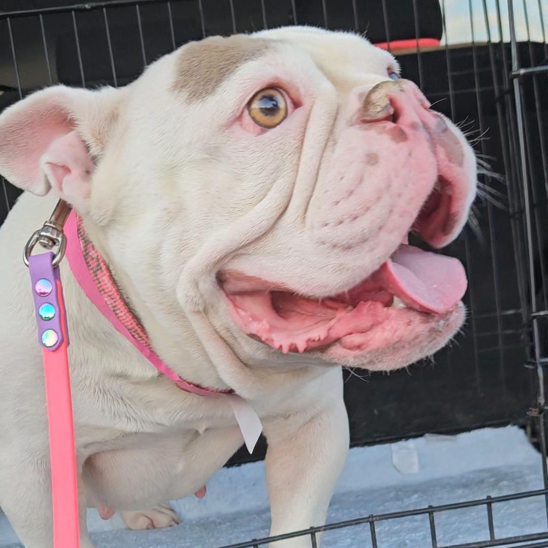 Enlarge Miss Pearl Piglet loves dogs, a Adoptable mixed breed image 1/6