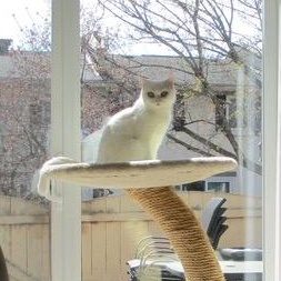 Blanche (f) 4yrs old Bristish short hair, a ADOPTABLE British Shorthair in Ottawa, ON image 5/6