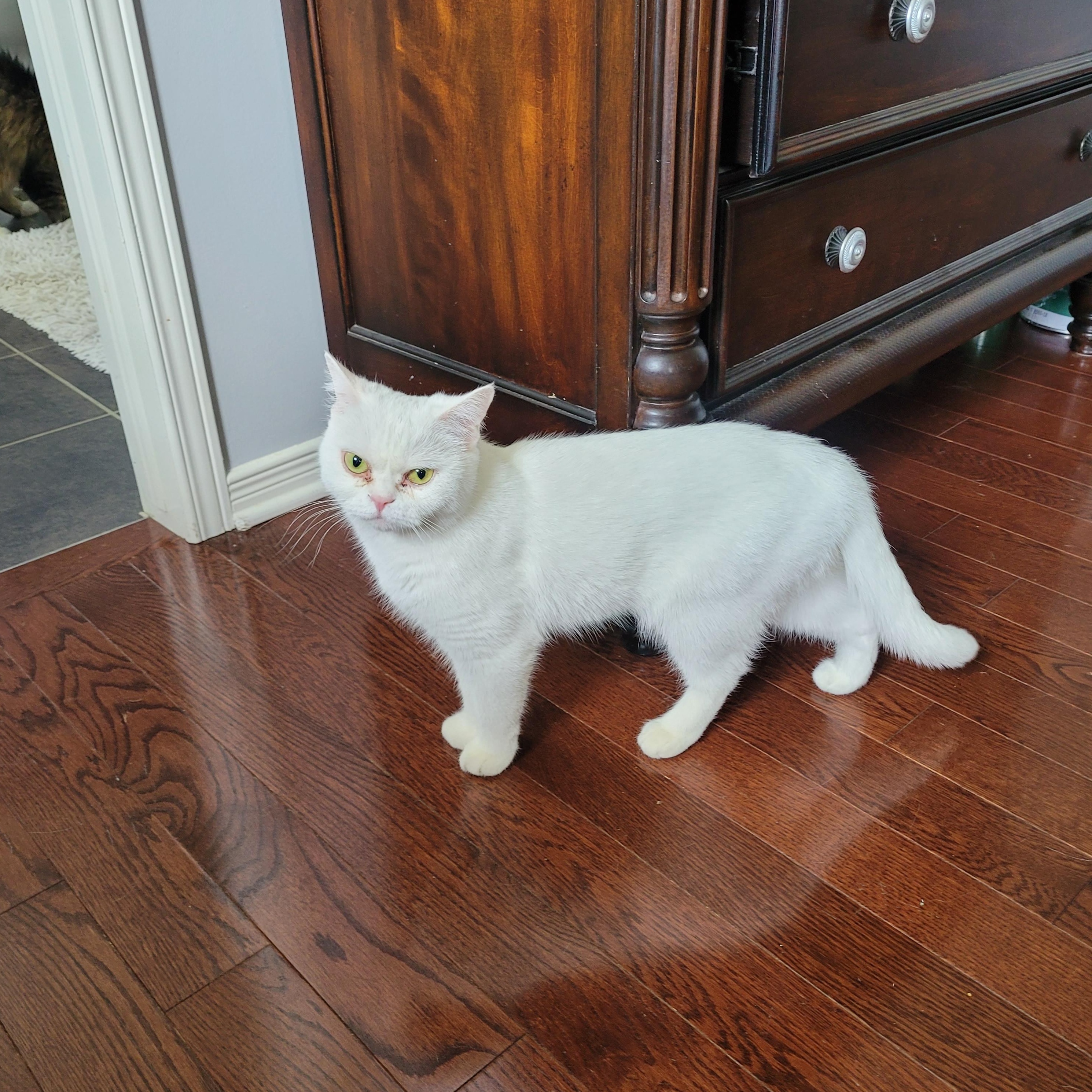 Blanche (f) 4yrs old Bristish short hair, ADOPTABLE, Adult Female British Shorthair.