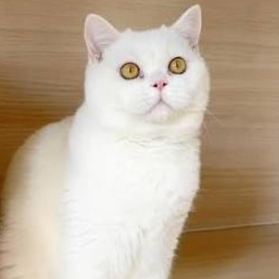 Blanche (f) 4yrs old Bristish short hair, ADOPTABLE, Adult Female British Shorthair.