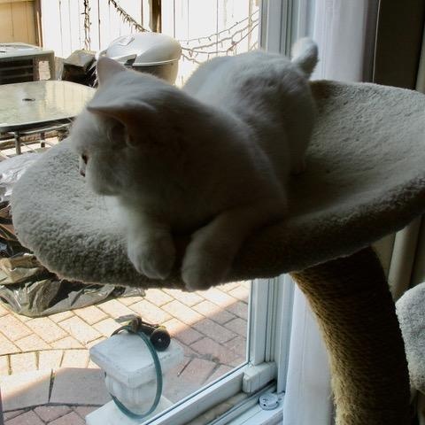 Blanche (f) 4yrs old Bristish short hair, a ADOPTABLE British Shorthair in Ottawa, ON image 4/6