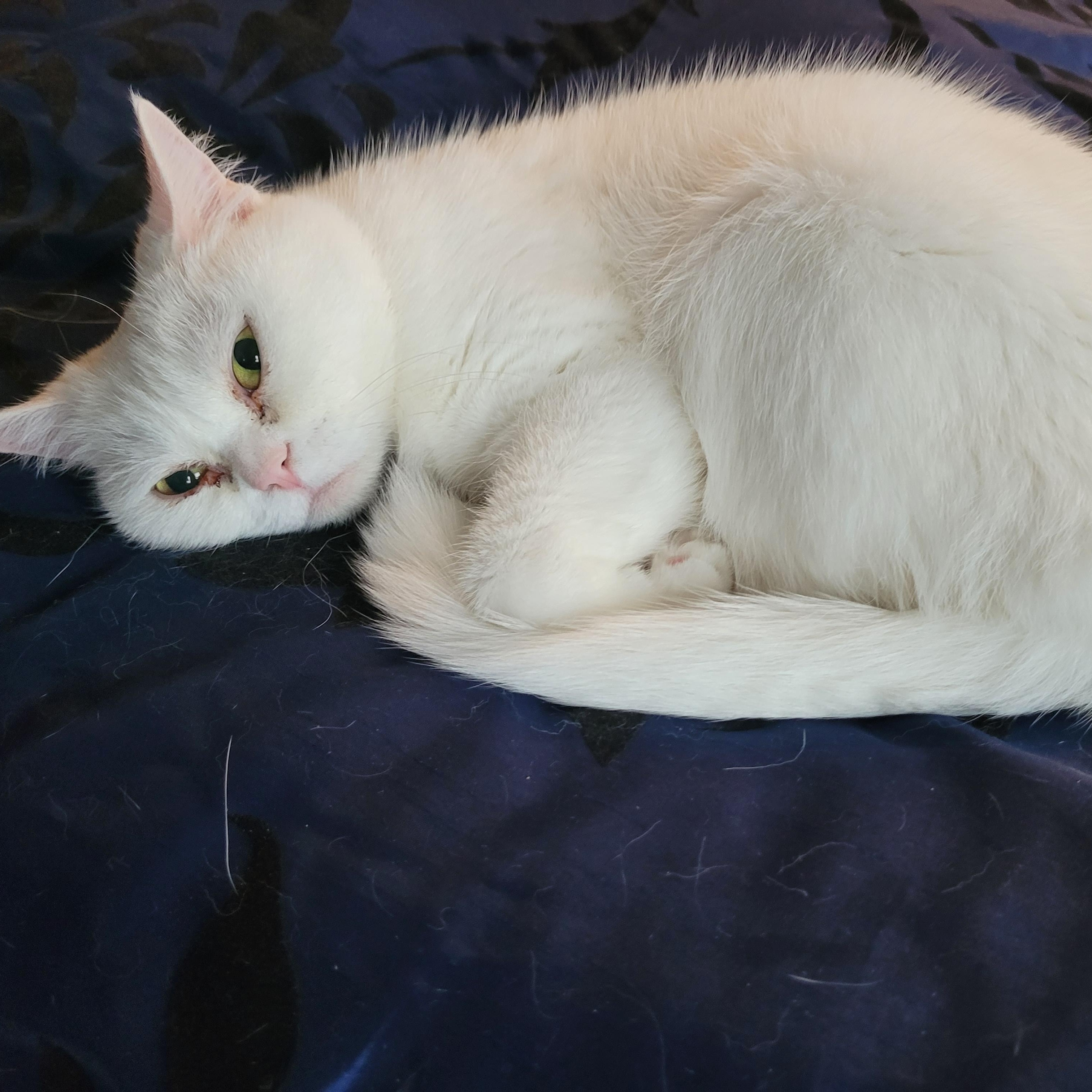 Blanche (f) 4yrs old Bristish short hair, a ADOPTABLE British Shorthair in Ottawa, ON image 4/6