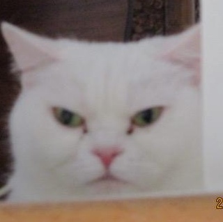 Blanche (f) 4yrs old Bristish short hair, a ADOPTABLE British Shorthair in Ottawa, ON image 6/6