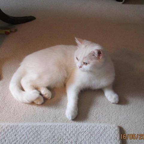 Blanche (f) 4yrs old Bristish short hair, a ADOPTABLE British Shorthair in Ottawa, ON image 2/6