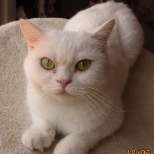 Blanche (f) 4yrs old Bristish short hair, a ADOPTABLE British Shorthair in Ottawa, ON image 1/6