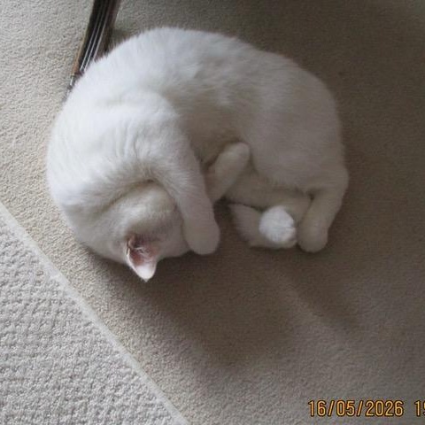 Blanche (f) 4yrs old Bristish short hair, a ADOPTABLE British Shorthair in Ottawa, ON image 3/6
