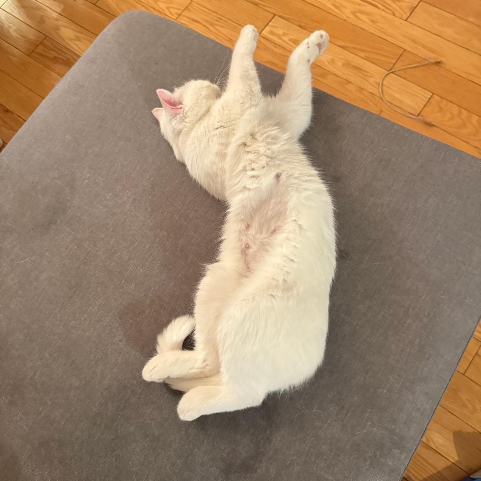 Blanche (f) 4yrs old Bristish short hair, a ADOPTABLE British Shorthair in Ottawa, ON image 6/6