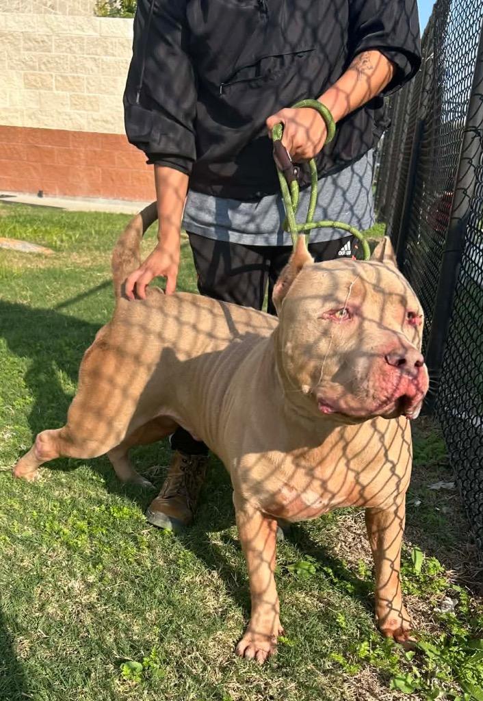 Adones, a Adoptable Pit Bull Terrier in Austin, TX image 1/6