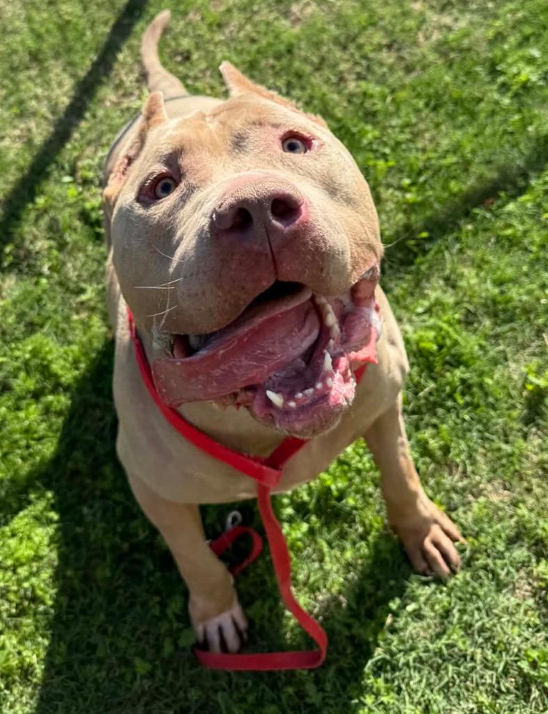 Adones, a Adoptable Pit Bull Terrier in Austin, TX image 2/6