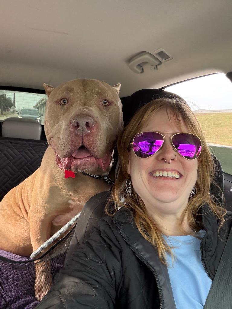 Adones, a Adoptable Pit Bull Terrier in Austin, TX image 3/6