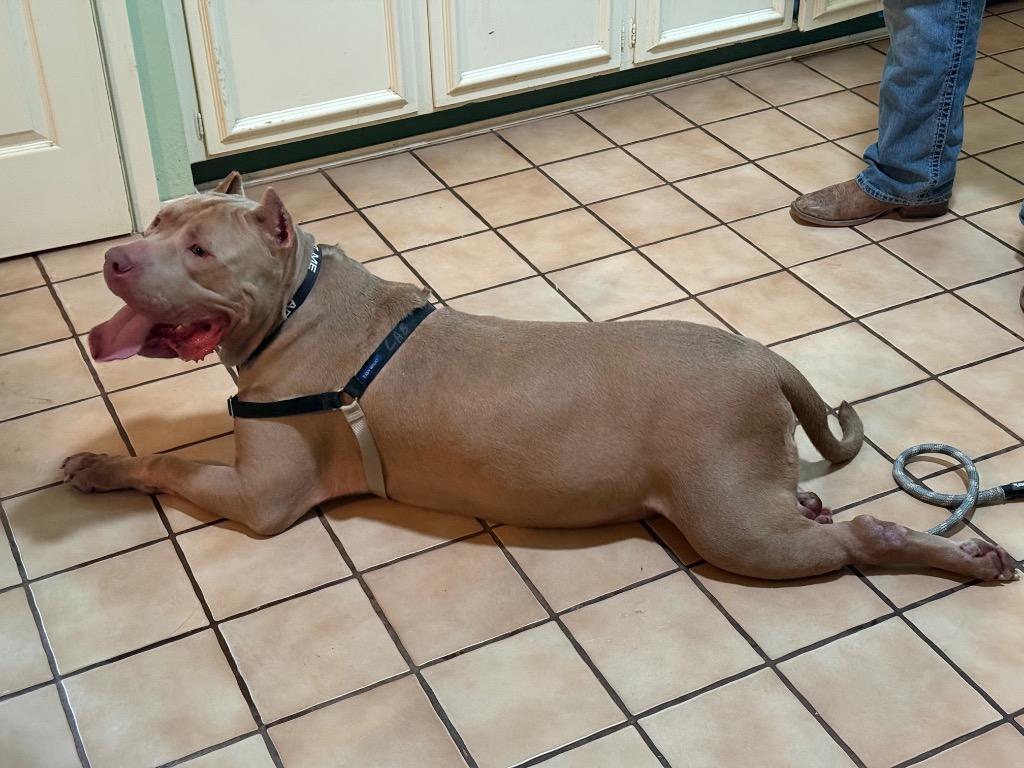 Adones, a Adoptable Pit Bull Terrier in Austin, TX image 4/6