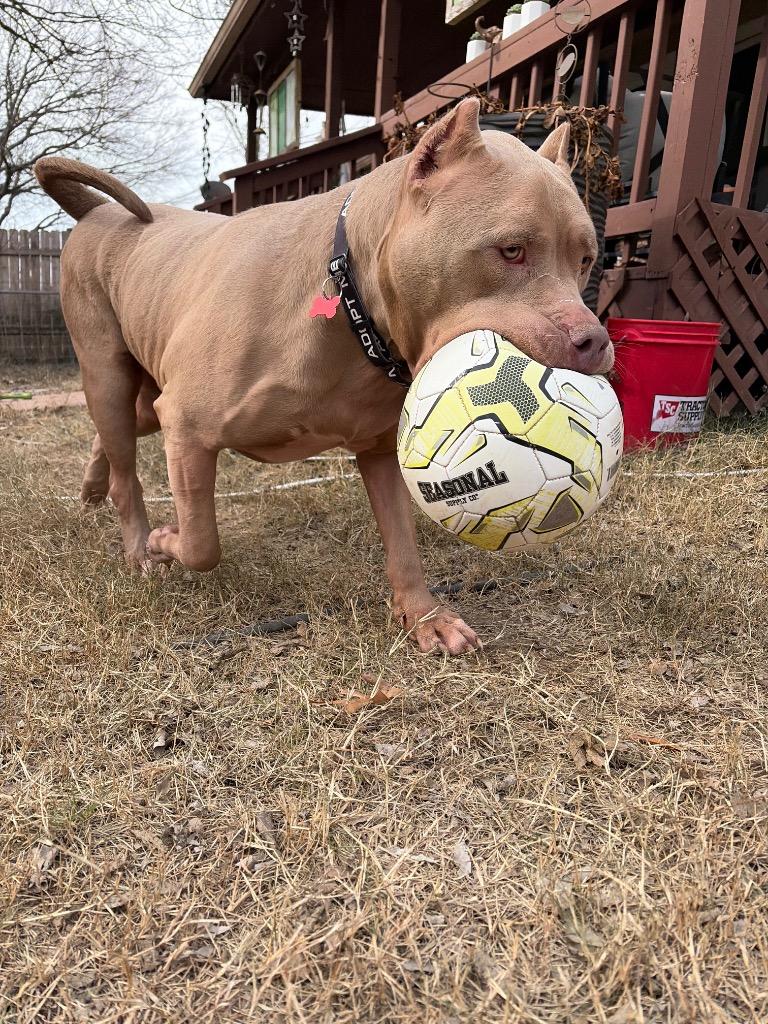Adones, a Adoptable Pit Bull Terrier in Austin, TX image 6/6