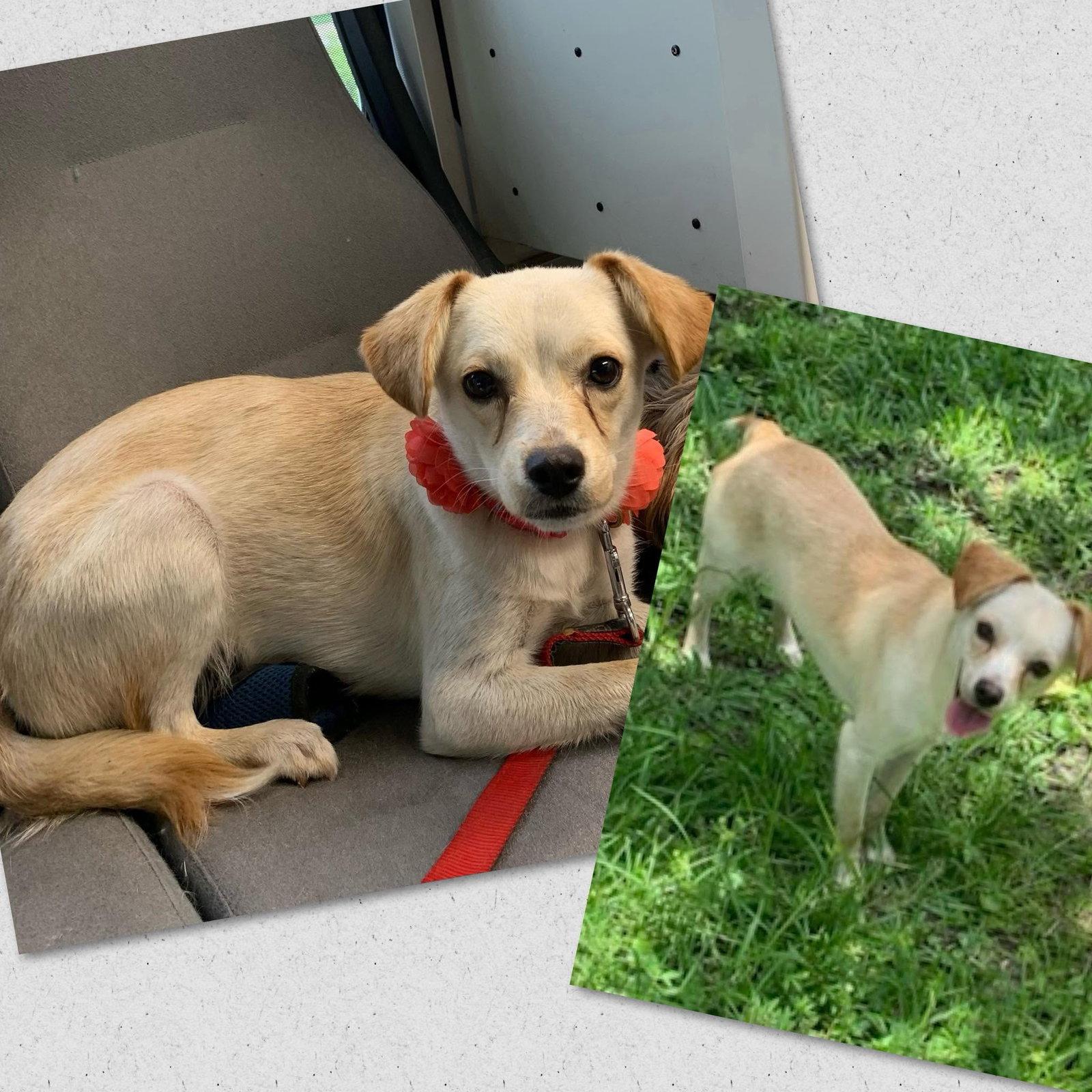 Koko, Adoptable, Young Female Mixed Breed.