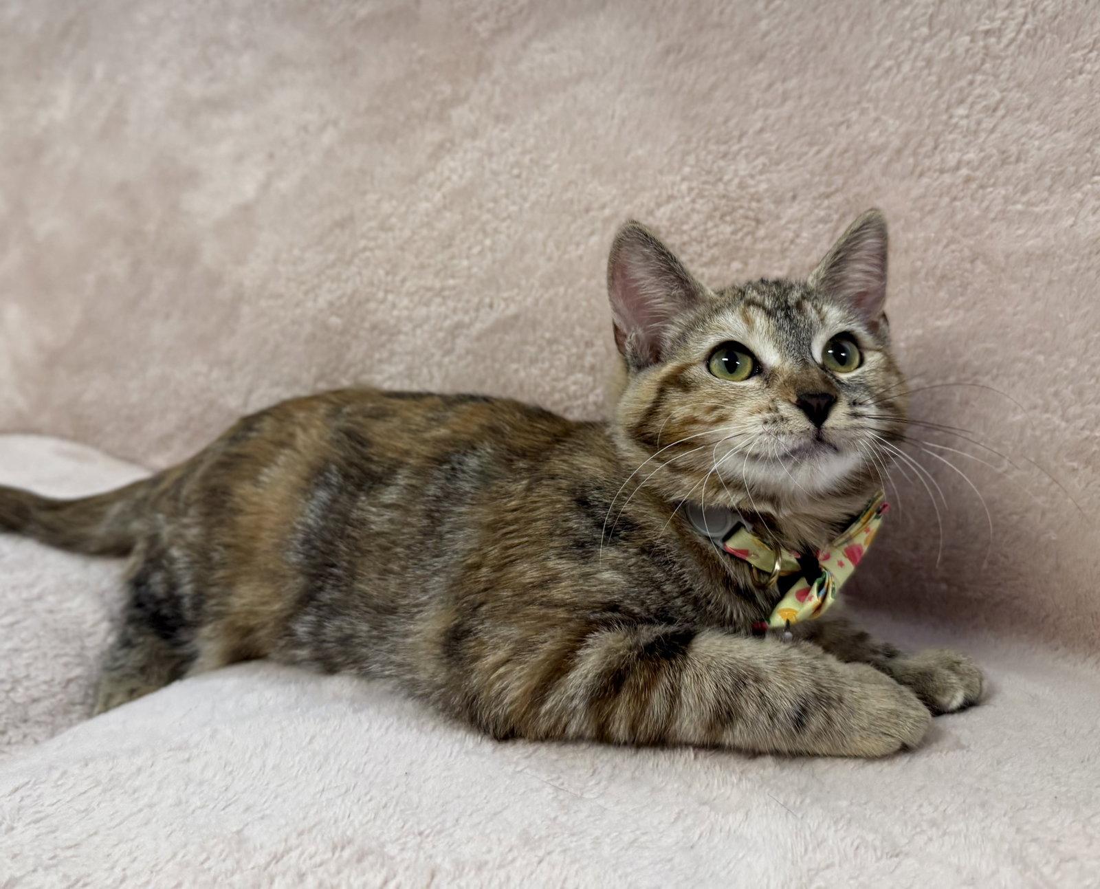 Cafe Con Leche: Honey, Adoptable, Kitten Female Tabby.