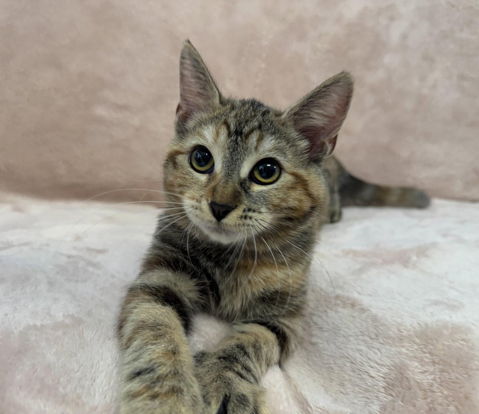 Enlarge Cafe Con Leche: Honey, a Adoptable Tabby in Palo Alto, CA image 2/3