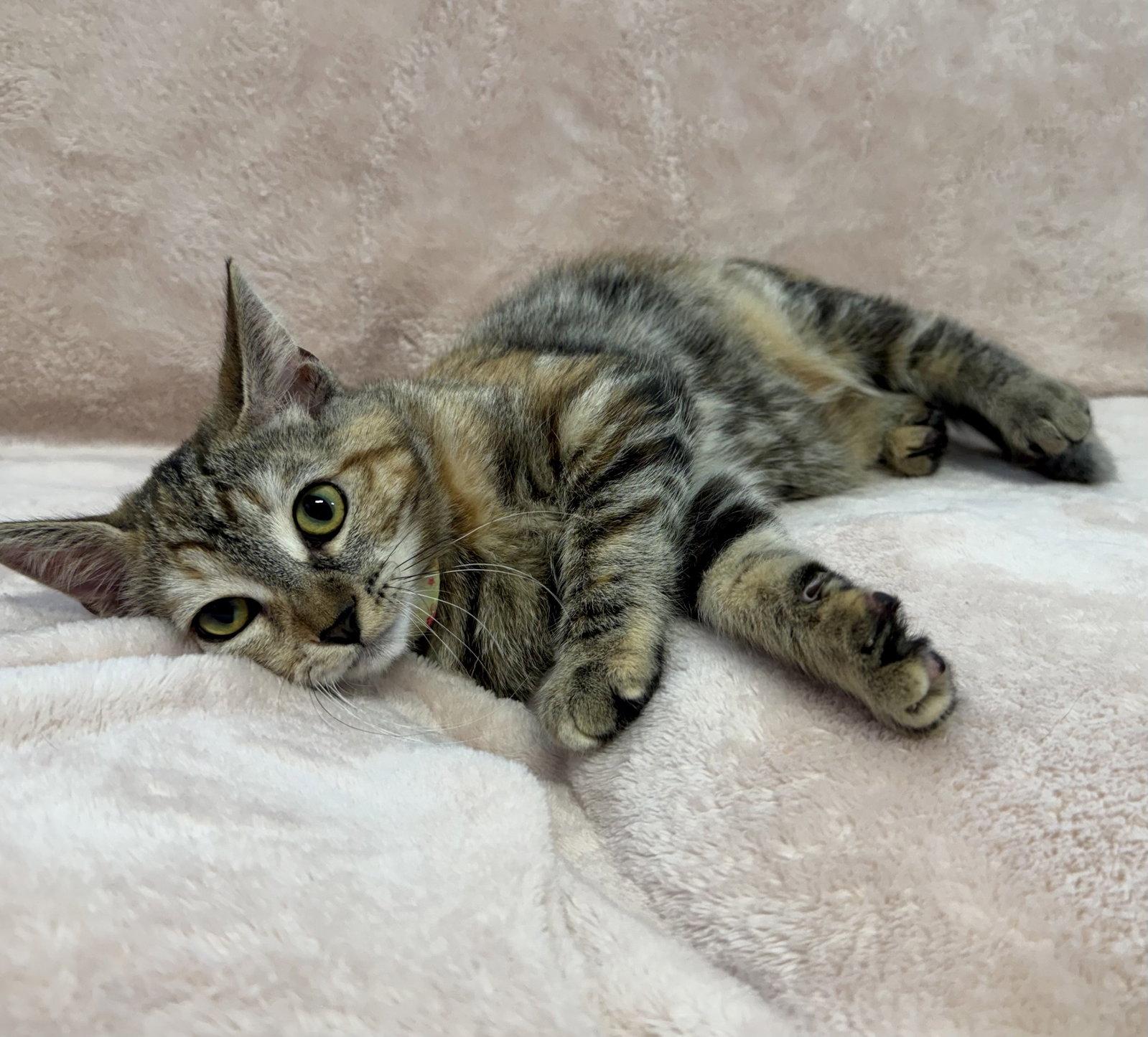 Enlarge Cafe Con Leche: Honey, a Adoptable Tabby in Palo Alto, CA image 3/3