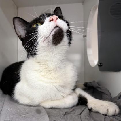 Betty, Adoptable, Adult Female Domestic Short Hair & Domestic Short Hair.