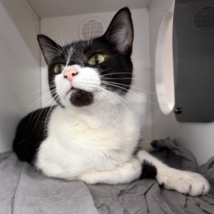 Enlarge Betty, a Adoptable mixed breed in Voorhees, NJ image 2/3