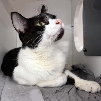 Enlarge Betty, a Adoptable mixed breed in Voorhees, NJ image 3/3