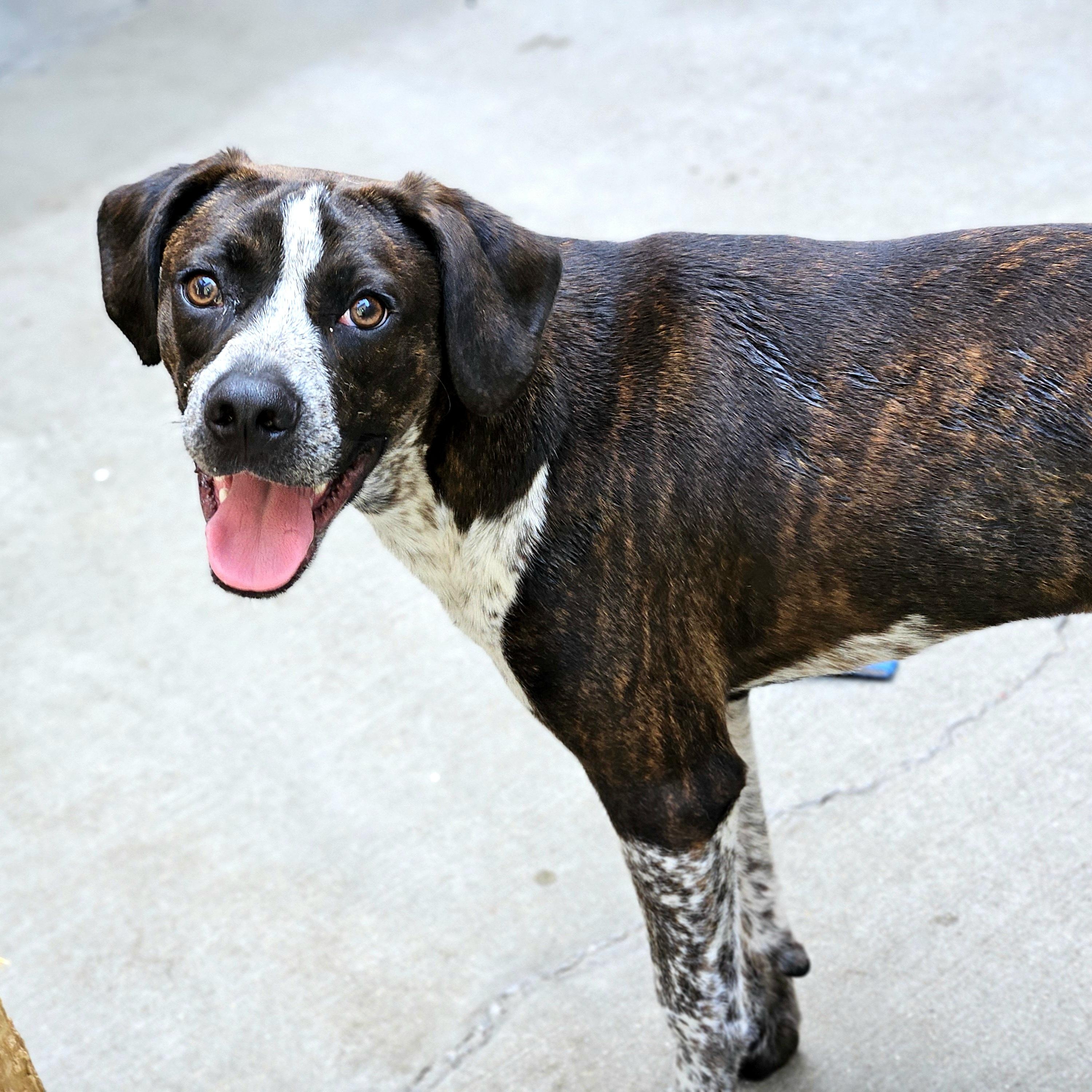 Enlarge Swiss, a Adoptable mixed breed in Chicago, IL image 4/6