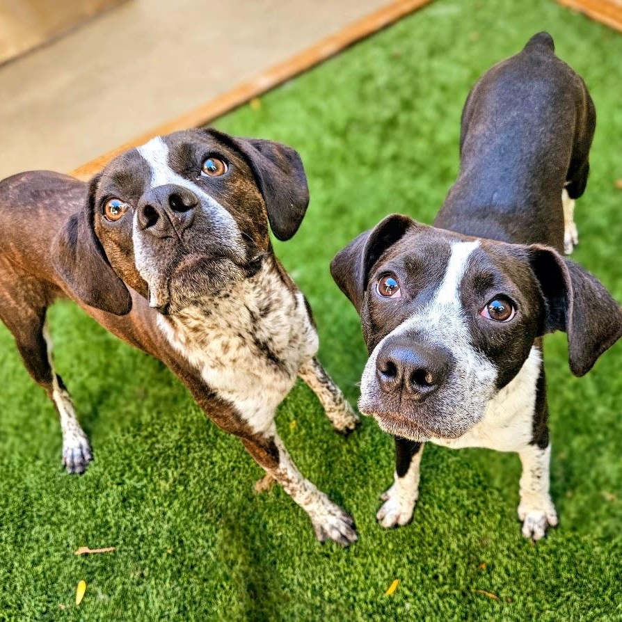 Enlarge Swiss, a Adoptable mixed breed in Chicago, IL image 5/6