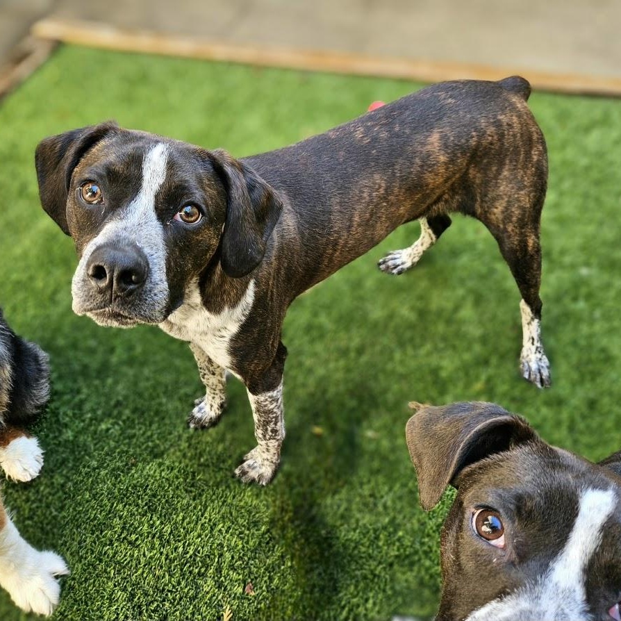 Enlarge Swiss, a Adoptable mixed breed in Chicago, IL image 2/6