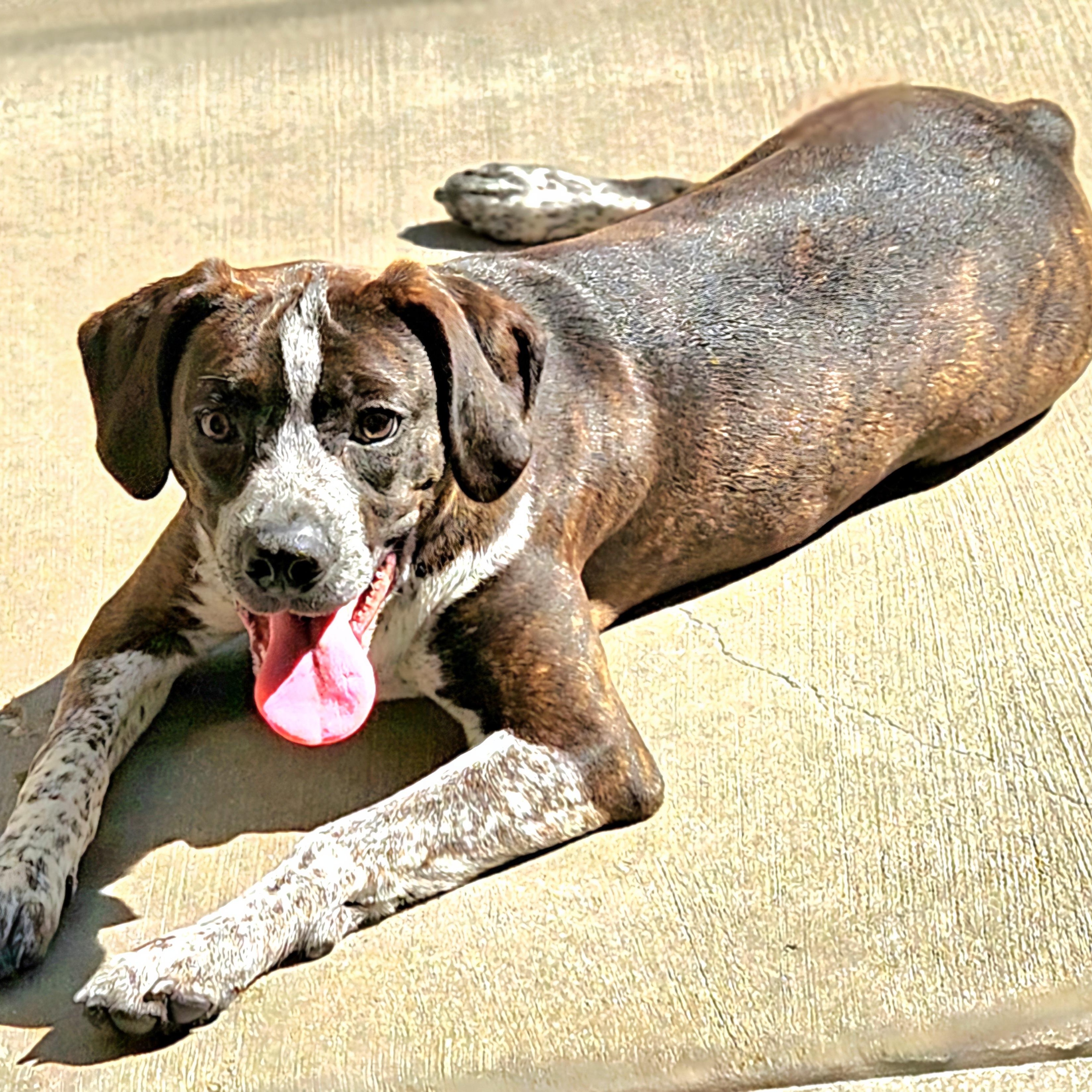 Enlarge Swiss, a Adoptable mixed breed in Chicago, IL image 3/6