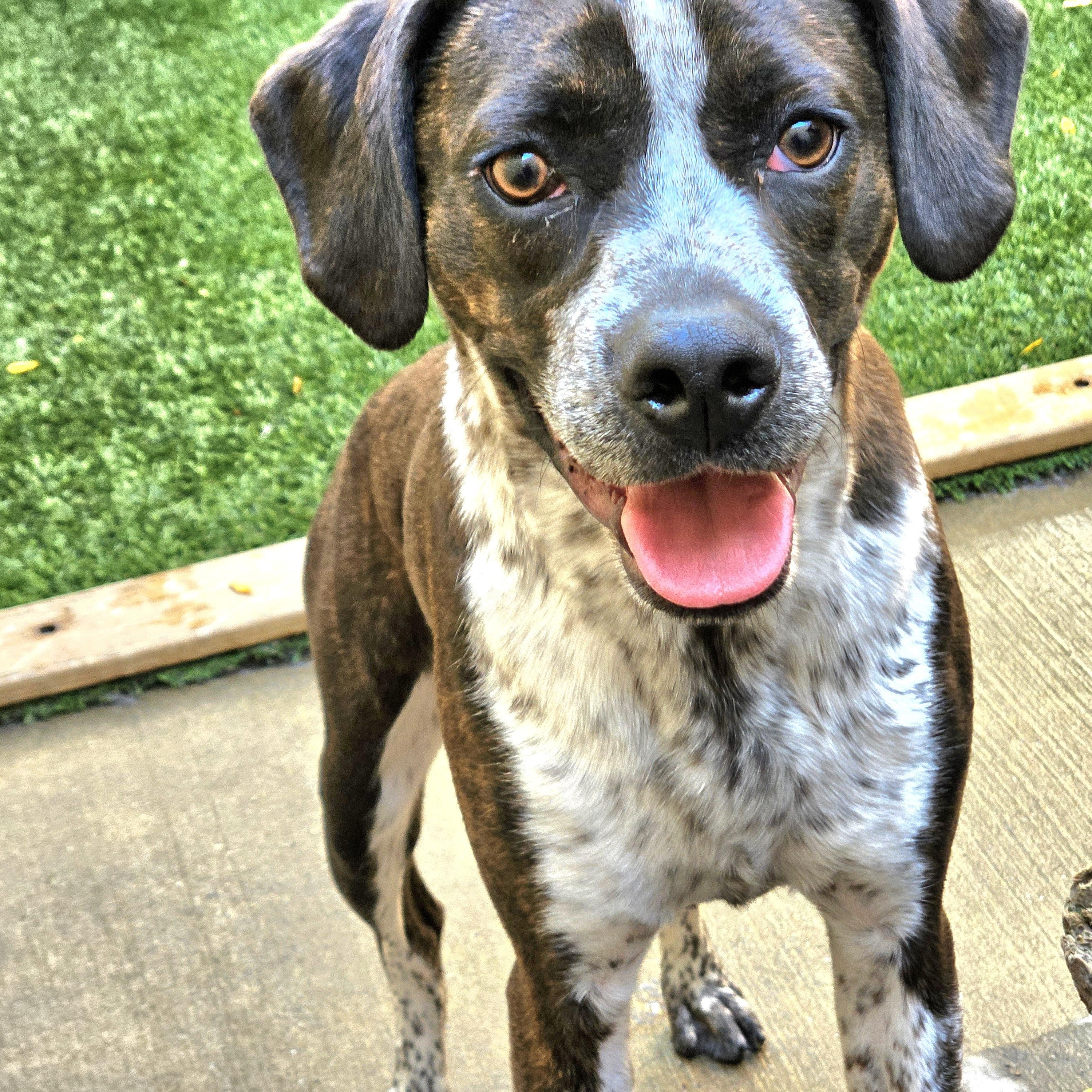 Enlarge Swiss, a Adoptable mixed breed in Chicago, IL image 6/6