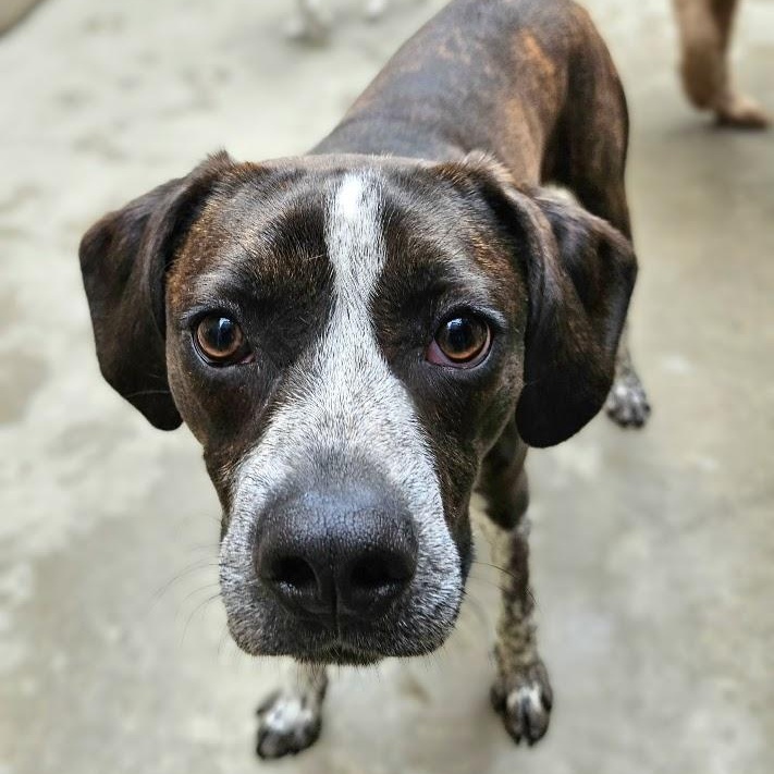 Enlarge Swiss, a Adoptable mixed breed in Chicago, IL image 1/6