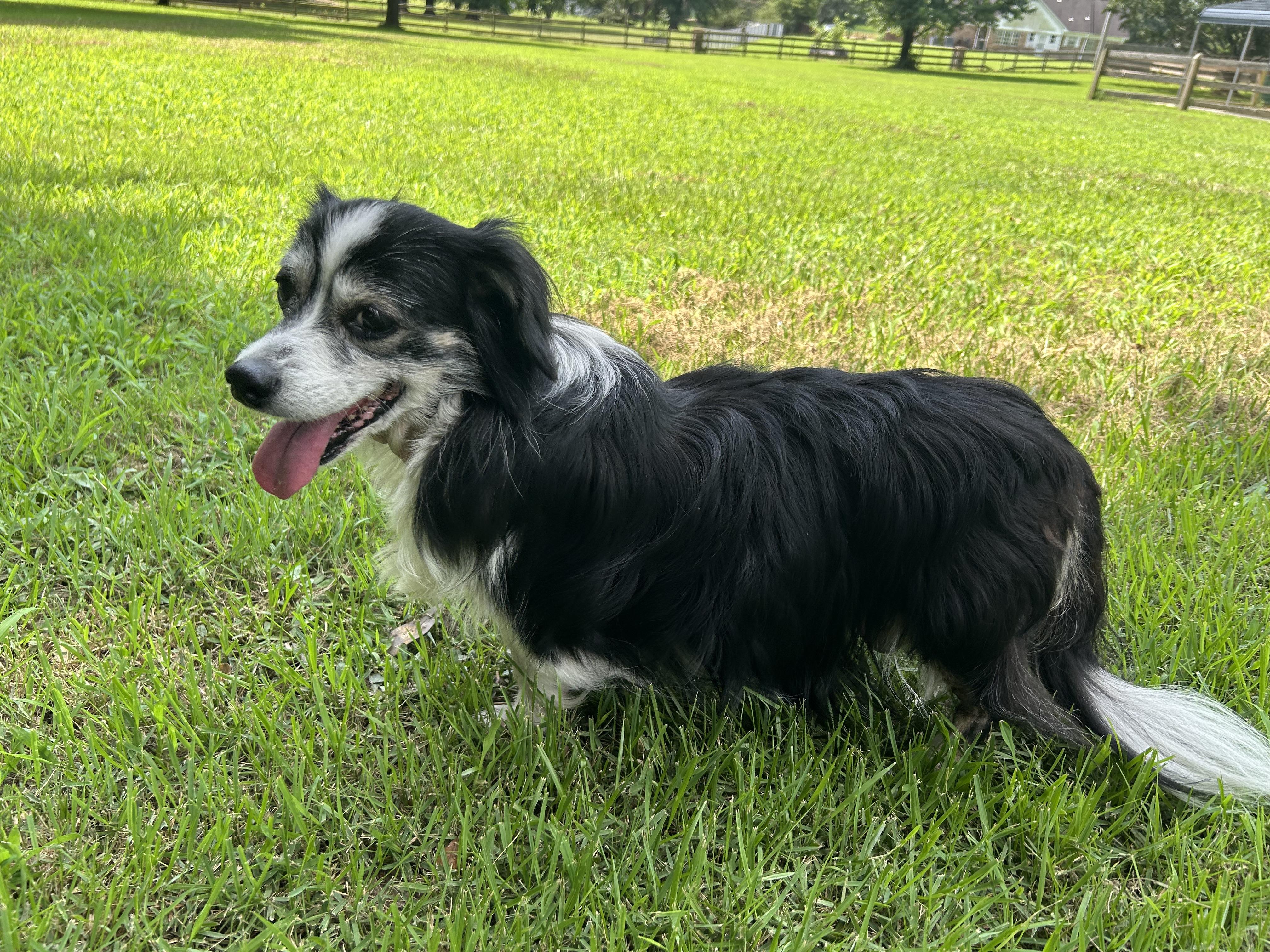 Enlarge Hannah, a Adoptable mixed breed in Collierville, TN image 2/5