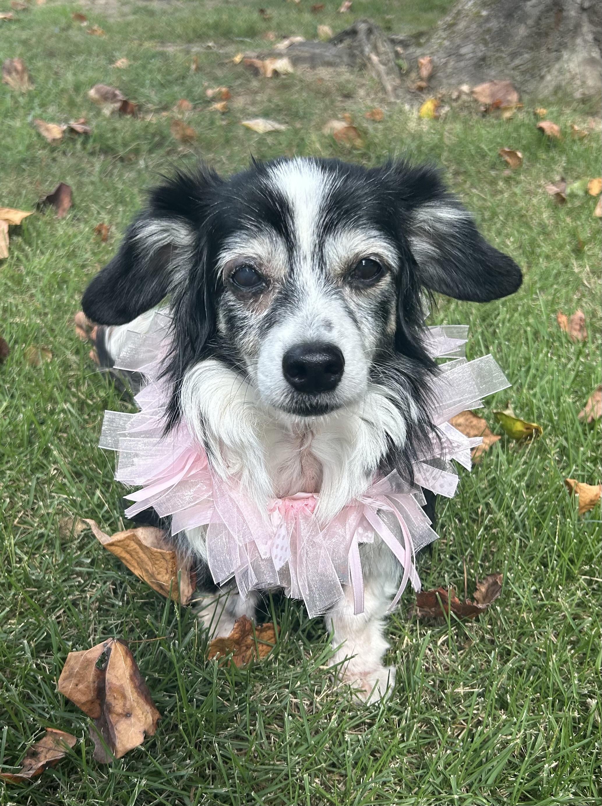 Enlarge Hannah, a Adoptable mixed breed in Collierville, TN image 4/5