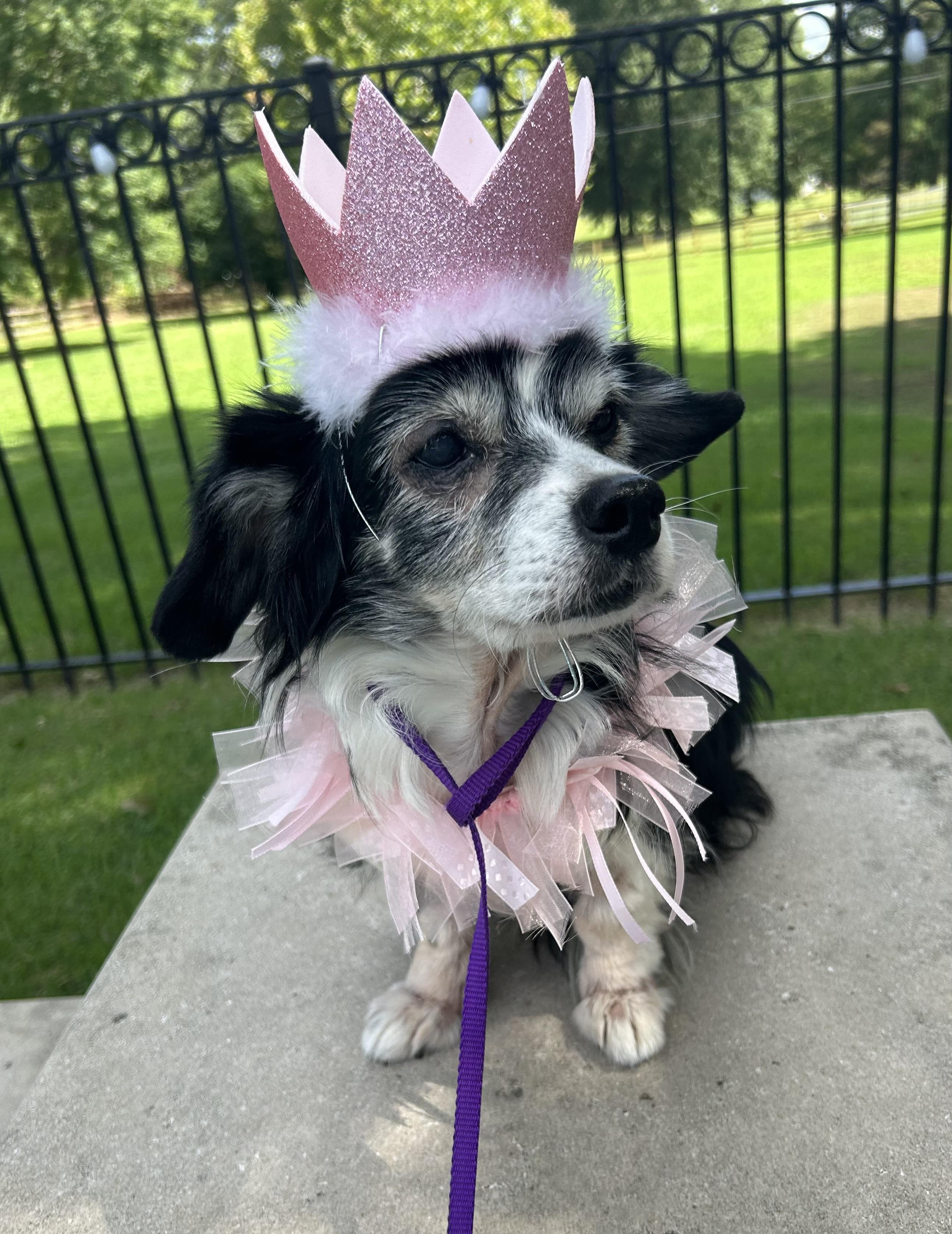 Enlarge Hannah, a Adoptable mixed breed in Collierville, TN image 5/5