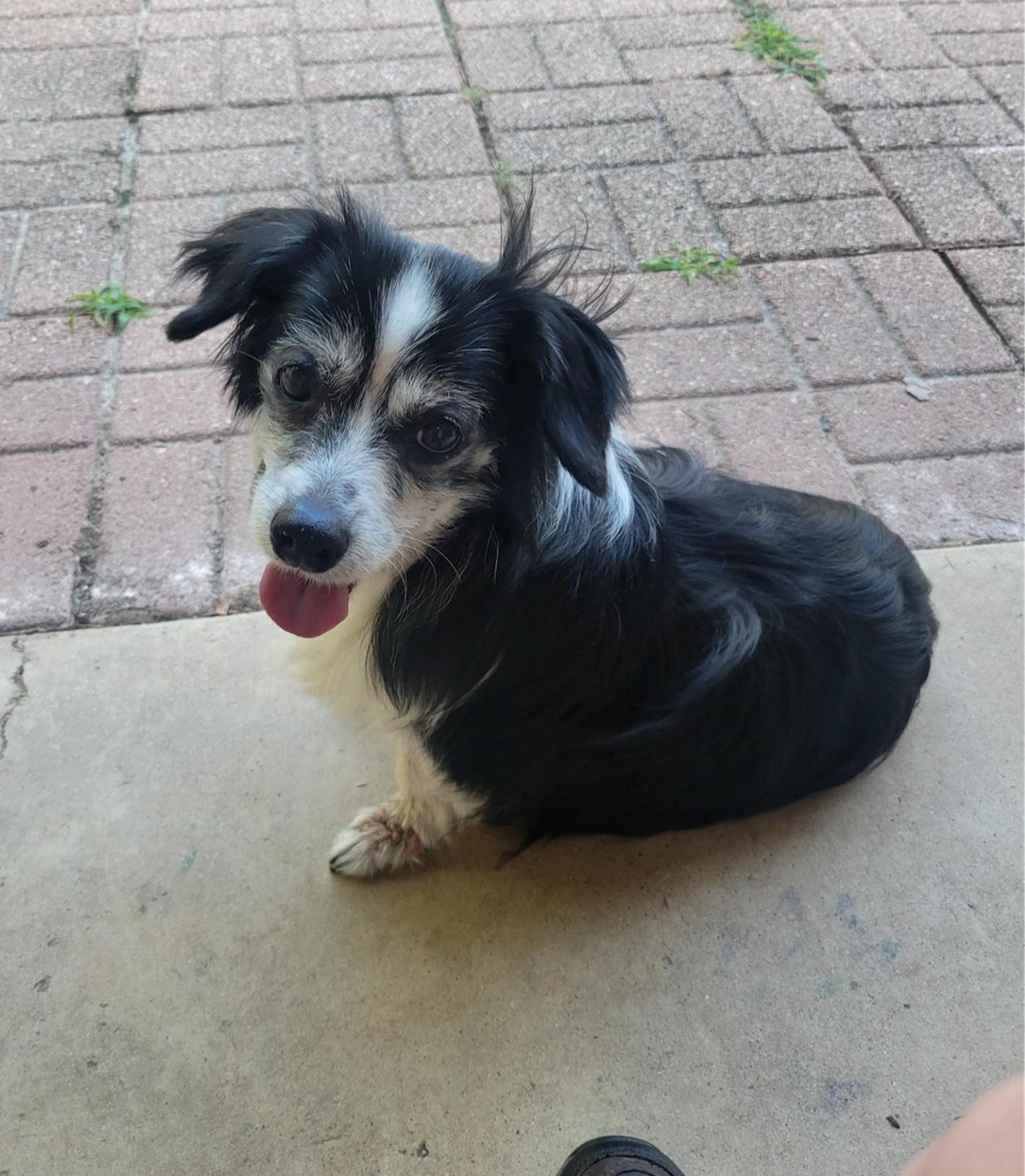 Hannah, ADOPTABLE, Adult Female Chihuahua & Corgi.