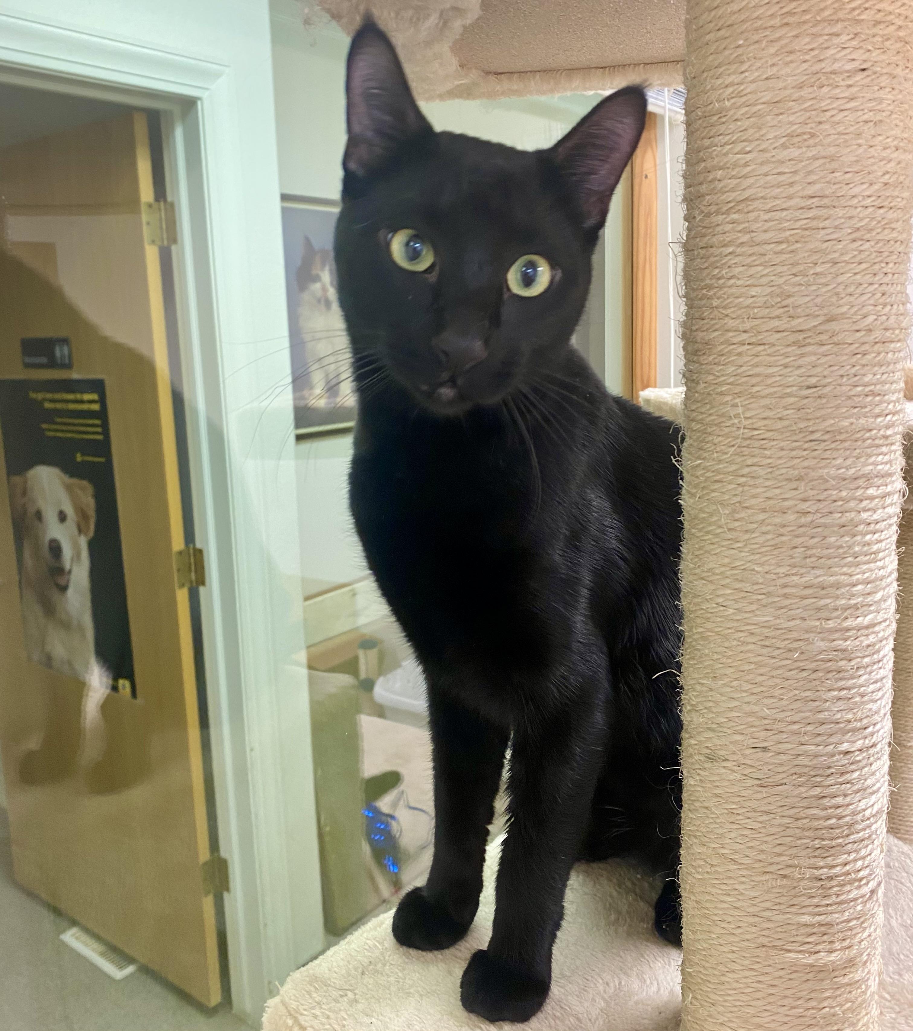 Enlarge Binx, a ADOPTABLE Domestic Short Hair in Pocatello, ID image 3/5