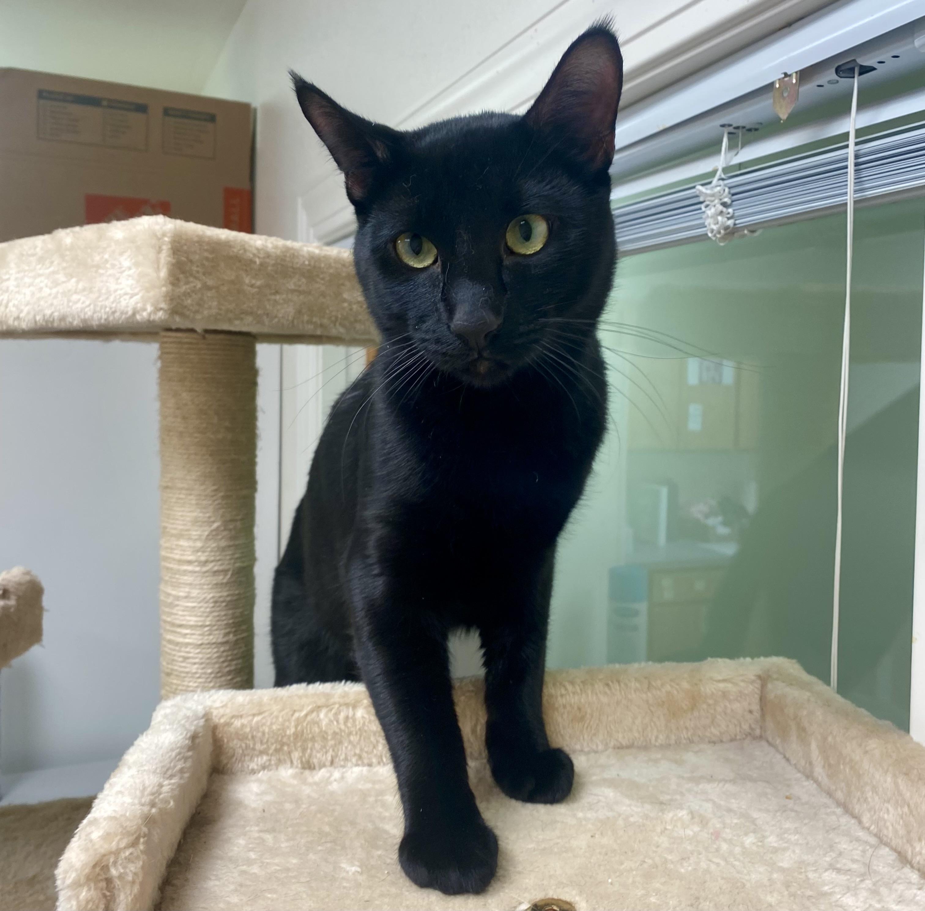 Enlarge Binx, a ADOPTABLE Domestic Short Hair in Pocatello, ID image 1/5